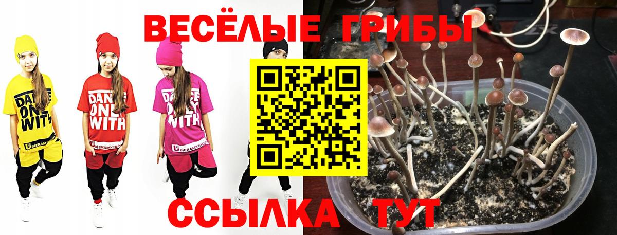 Псилоцибиновые грибы MAGIC MUSHROOMS  Вход с VPN  Смоленск 